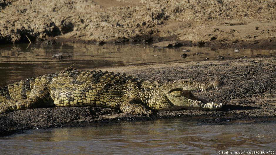 Crocodile Reclassification in Israel Raises Security Questions