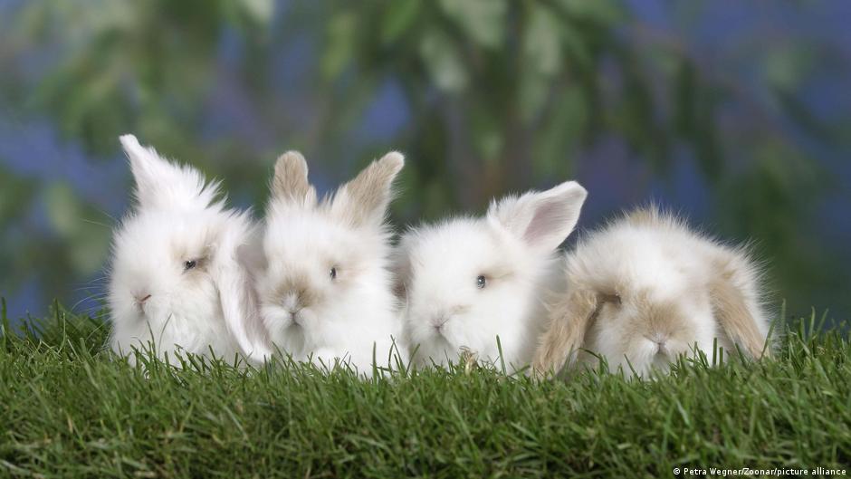 Innovations in Sustainability: From Eco-Friendly Cooling to Animal-Free Medical Diagnostics
