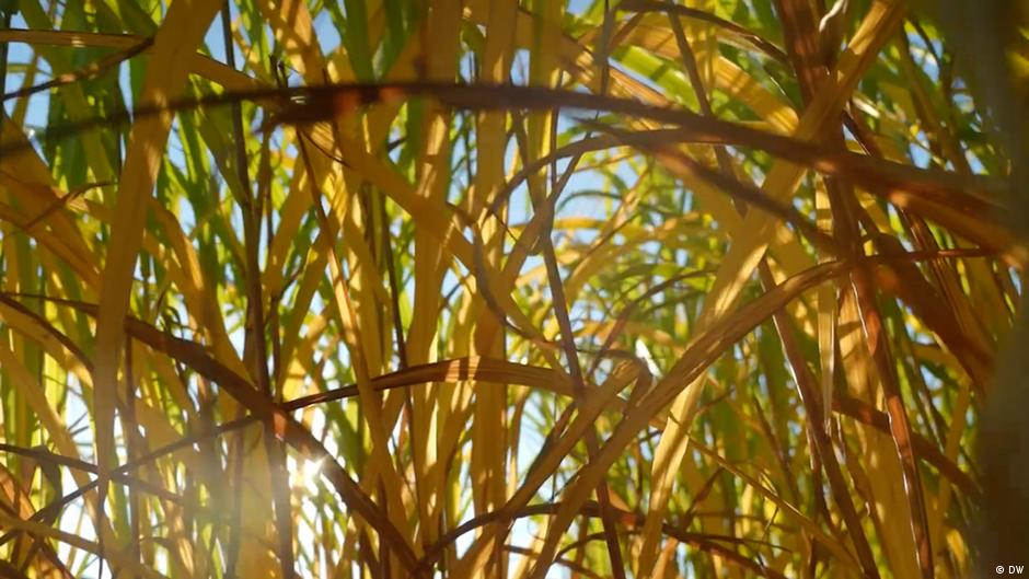 Innovative Climate Initiatives Emerge Globally Amid Environmental Challenges