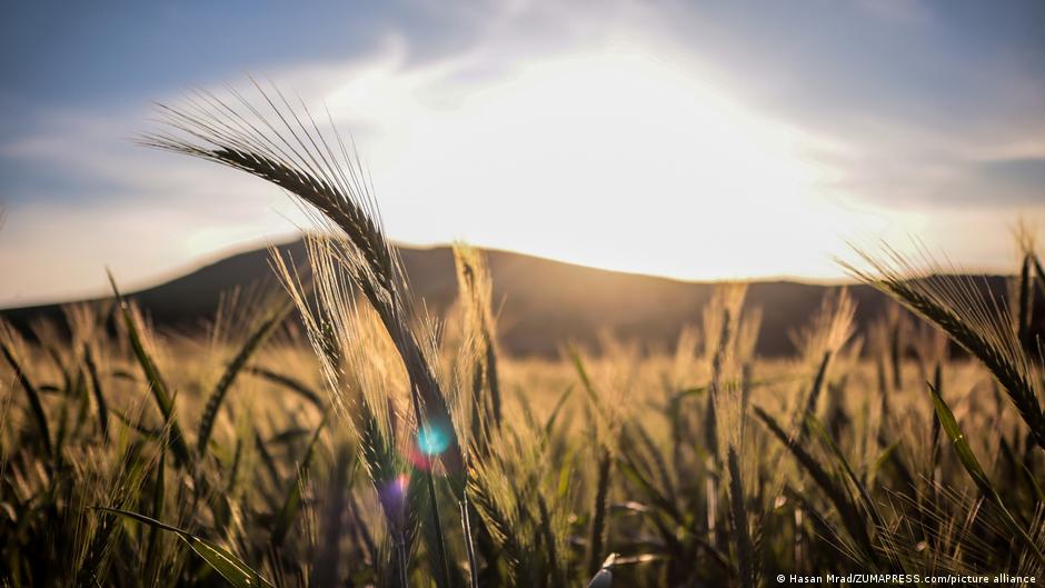 The Superiority of a Balanced Diet Over Isolated Micronutrients